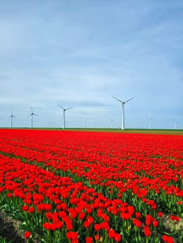 windmill park with red tulip flowers in Spring, windmill turbines in the Netherlands Europe.