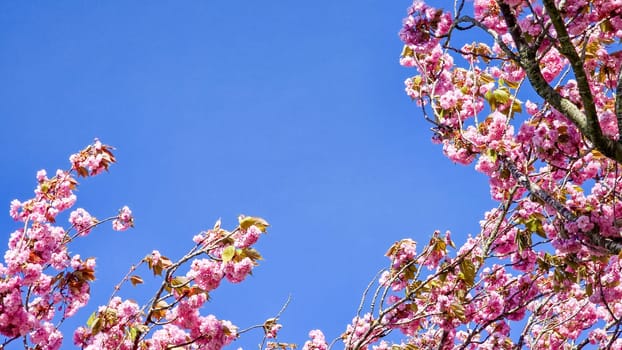 Spring blossom with a blue sky with clouds and purple flowers on a beautiful spring day in the Netherlands , Cherry blossom tree against blue sky