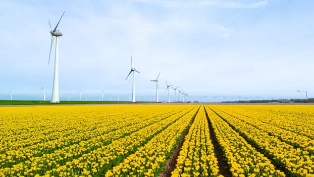 windmill park with tulip flowers in Sprin, windmill turbines in the Netherlands Europe. windmill turbines in the Noordoostpolder Flevoland