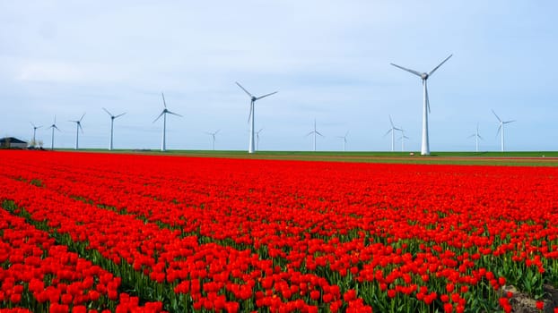 windmill park with red tulip flowers in Spring, windmill turbines in the Netherlands Europe. windmill turbines in the Noordoostpolder Flevoland Springtime