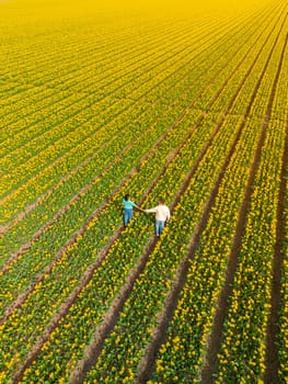 Men and women in flower fields seen from above with a drone in the Netherlands, Tulip fields in the Netherlands during Spring