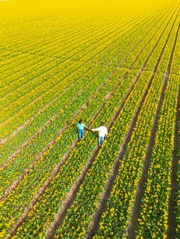 Men and women in flower fields seen from above with a drone in the Netherlands, Tulip fields in the Netherlands during Spring, diverse couple in a spring flower field seen from above