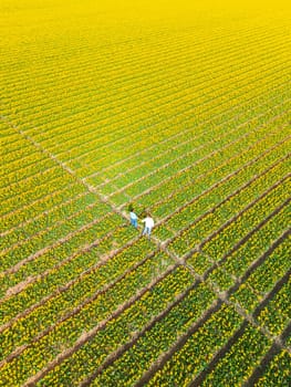 Men and women in flower fields seen from above with a drone in the Netherlands, Tulip fields in the Netherlands during Spring, a diverse couple in spring flower field