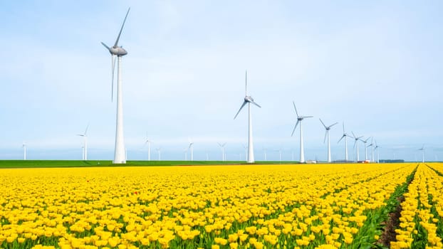 windmill park with tulip flowers in Sprin, windmill turbines in the Netherlands Europe. windmill turbines in the Noordoostpolder Flevoland