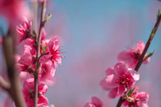 tree with pink peach flowers is in full bloom. The flowers are large and bright, and they are scattered throughout the tree. The tree is surrounded by a clear blue sky