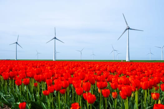 windmill park with red tulip flowers in Spring