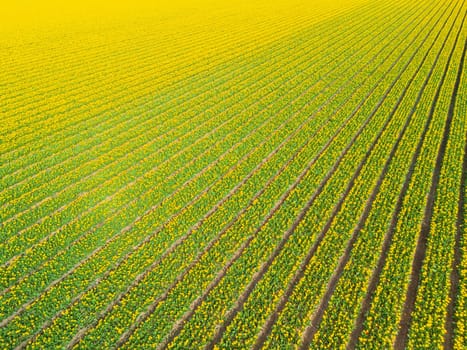 Yellow Tulip field in the Noordoostpolder, Tulips bouquet postcard views, Tulips spring background, drone aerial view from above