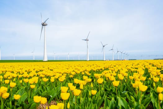 windmill park with tulip flowers in Spring, windmill turbines in the Netherlands Europe. windmill turbines in the Noordoostpolder Flevoland, yellow tulip field in Springtime on a sunny day