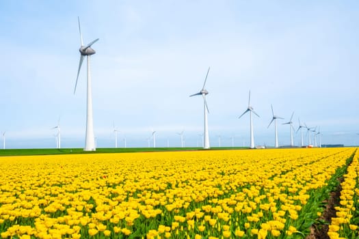 windmill park with tulip flowers in Spring, windmill turbines in the Netherlands Europe. windmill turbines in the Noordoostpolder Flevoland, lines of yellow tulip flowers