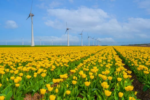 windmill park with tulip flowers in Spring, windmill turbines in the Netherlands Europe. windmill turbines in the Noordoostpolder Flevoland, yellow tulip field in Springtime