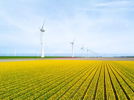 windmill park with tulip flowers in Spring, windmill turbines in the Netherlands Europe. windmill turbines in the Noordoostpolder Flevoland, a line of tulips in a flower field