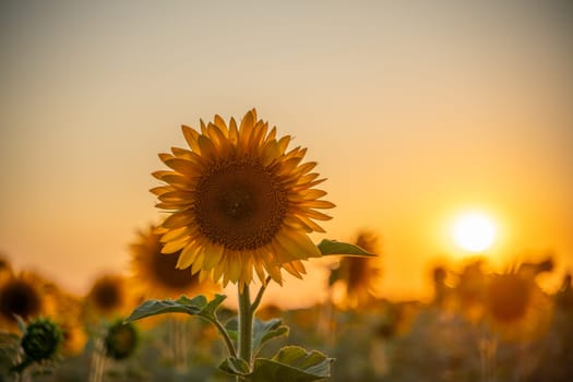 Field sunflowers in the warm light of the setting sun. Summer time. Concept agriculture oil production growing