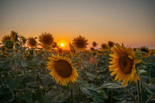 Field sunflowers in the warm light of the setting sun. Summer time. Concept agriculture oil production growing