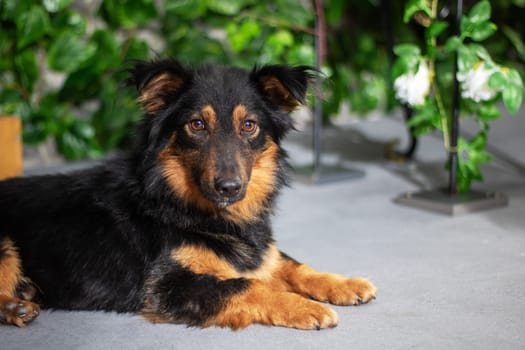 Black and brown terrier dog gazes at the camera while lying on the floor close up