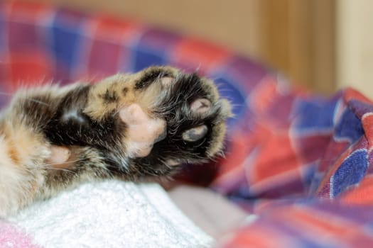 Macro photography of a Felidaes paw with whiskers on a blanket close up