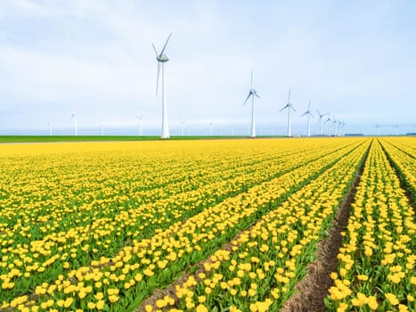 windmill park with tulip flowers in Spring, windmill turbines in the Netherlands Europe. windmill turbines in the Noordoostpolder Flevoland, zero waste carbon neutral green energy