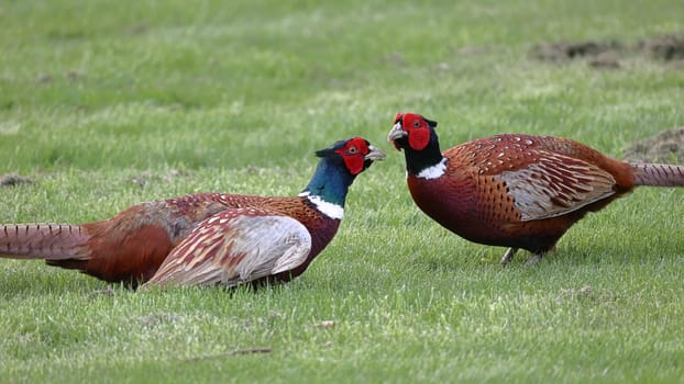 A close up image of two adult male pheasants confronting each other in Northern England.