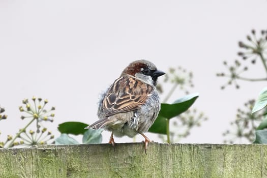 A close up image of an adult male house sparrow perched on a garden fence in northern England.