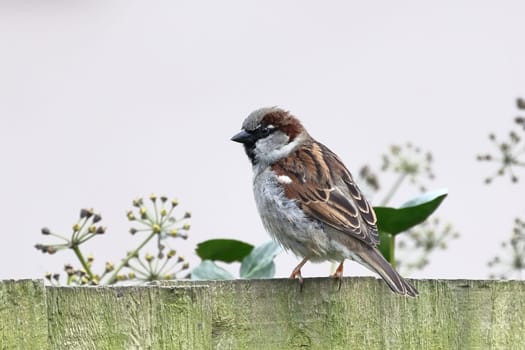 A close up recording of an adult male house sparrow drinking perched on a garden fence in northern England.