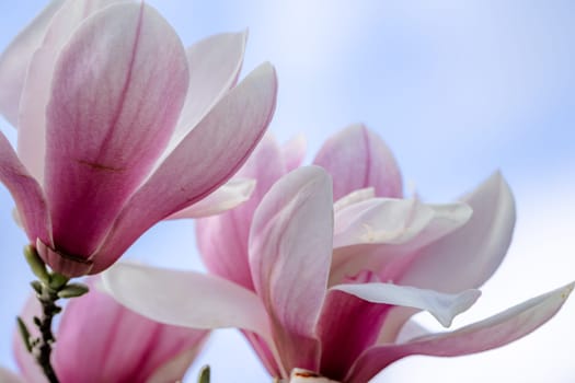 Magnolia Sulanjana flowers with petals in the spring season. the beautiful pink magnolia flowers in spring, selective focusing.