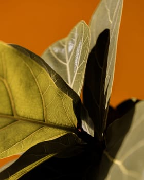Closeup of green and black leaf on orange