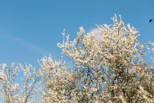 Cherry or apple tree blossoms over blurred nature background. Spring flowers and blue sky