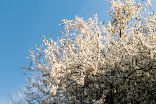 Cherry or apple tree blossoms over blurred nature background. Spring flowers and blue sky