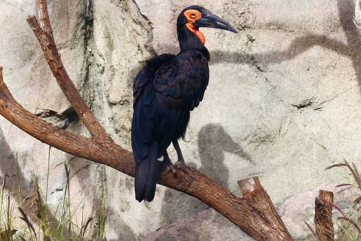 Step into the fascinating world of African wildlife with this striking photograph of a Southern Ground Hornbill. Known for its dramatic black plumage and vivid red facial markings, this majestic bird is captured here in a moment of pure essence-perhaps foraging, observing, or simply standing still. The image invites the viewer into a rich ecosystem, highlighting not just the hornbill but also the intricate details of its natural habitat.