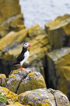 Experience a moment of direct connection with one of nature's most charismatic birds in this captivating photograph. A puffin is seen perched on a rock, its eyes meeting the camera's lens in a gaze that feels both curious and inviting. The vivid details of the puffin's iconic beak and plumage stand out, pulling the viewer into a uniquely intimate encounter.