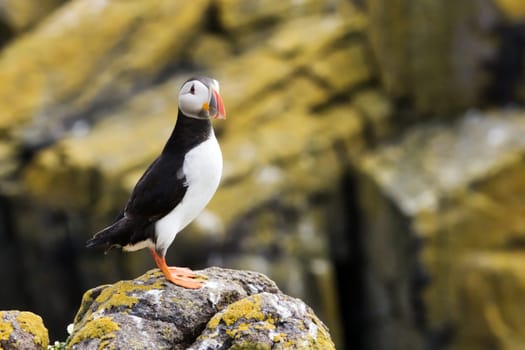 Experience a moment of direct connection with one of nature's most charismatic birds in this captivating photograph. A puffin is seen perched on a rock, its eyes meeting the camera's lens in a gaze that feels both curious and inviting. The vivid details of the puffin's iconic beak and plumage stand out, pulling the viewer into a uniquely intimate encounter.