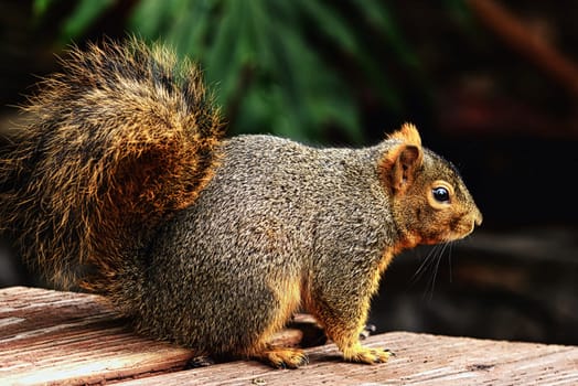 Dive into the captivating world of North American wildlife with this enchanting photograph of a Fox Squirrel (Sciurus niger). Known for its bushy tail and agile movements, this charismatic creature is captured in a moment that highlights its natural curiosity and endearing features. Whether scampering up a tree or foraging on the forest floor, the Fox Squirrel embodies the spirit of woodland adventure.