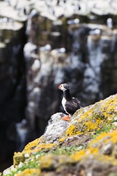 Step into a world of natural harmony and coastal grandeur with this striking photograph featuring a puffin perched on a cliff, its gaze directed toward another cliff alive with a myriad of coastal birds. Captured on the iconic Isle of May, the two cliffs serve as a bustling avian metropolis, united by the ocean below and the sky above. The puffin, distinguished by its colorful beak and watchful eye, adds an extra layer of depth and character to this intricate tableau.