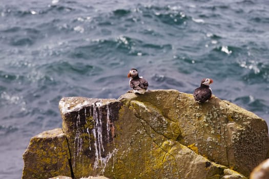 Discover the spellbinding allure of coastal wildlife with this striking photograph, showcasing two puffins perched atop a tall, rectangular rock. Their stance exudes a sense of vigilance and companionship, as if they're guardians watching over the expansive seascape that stretches before them. The vertical orientation of the rock adds a unique geometric contrast to the fluid lines of the ocean, elevating the composition to an artful blend of nature and structure.