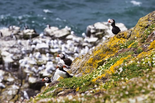 Experience the magic of collective wonder with this mesmerizing photograph featuring a quartet of puffins, all gazing intently at the distant horizon. Poised on a coastal rock, their uniform focus creates a mood of shared anticipation or reflection, inviting the viewer into a moment of natural serenity. Set against the expansive backdrop of sea and sky, the image serves as a sublime meditation on unity and the infinite possibilities that lie beyond the horizon.