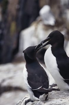 In this heartwarming photograph, two Razorbills share a rare and intimate moment, their beaks gracefully entwined in what appears to be a loving embrace. Set against their natural environment, the scene captures the depth of social bonds that can exist in the avian world. The image beautifully encapsulates a fleeting moment that speaks volumes - of partnership, affection, and perhaps a glimpse into the complex emotional lives of these remarkable birds.