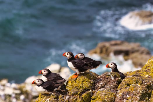 Quintet of PuffiImmerse yourself in the mesmerizing world of puffins with this spellbinding photograph. Showcasing a quintet of puffins perched on a coastal rock, all facing in the same direction, the image evokes a collective focus, curiosity, or perhaps even anticipation. The coordinated gaze of these charming seabirds, set against the soothing backdrop of the ocean, creates a compelling narrative open to interpretation. Ideal for adding a touch of mystery, unity, and natural beauty to any environmentns Looking in Unison from a Coastal Rock. High quality photo