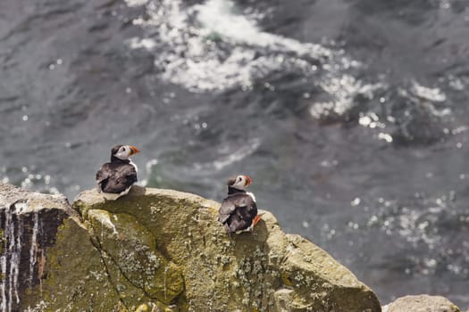 Discover the spellbinding allure of coastal wildlife with this striking photograph, showcasing two puffins perched atop a tall, rectangular rock. Their stance exudes a sense of vigilance and companionship, as if they're guardians watching over the expansive seascape that stretches before them. The vertical orientation of the rock adds a unique geometric contrast to the fluid lines of the ocean, elevating the composition to an artful blend of nature and structure.