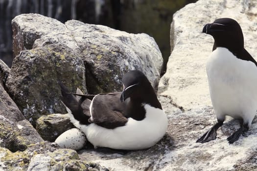 Step into a world of natural devotion with this tender photograph featuring a Razorbill couple, where the female is seen guarding an egg. This intimate moment, captured in sharp detail, allows the viewer to connect with the primal themes of love, protection, and the circle of life. The male Razorbill stands by, contributing to an atmosphere of shared responsibility and care. Set against a simple background, the couple and their soon-to-be offspring become the heartwarming focal point of the image.