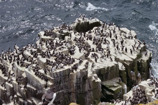 Immerse yourself in the majesty of nature's grand designs with this awe-inspiring photograph. A massive rock, towering out of the ocean, becomes a bustling city of life, teeming with hundreds of birds that have made it their perch. The sheer volume of avian activity juxtaposed against the endless expanse of the ocean creates a riveting spectacle of chaos and harmony. Whether you see it as a symbol of community, biodiversity, or the simple, unfiltered beauty of nature