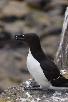 Experience the arresting beauty of one of the ocean's elusive birds with this close-up photograph of a Razorbill, captured on the iconic Isle of May. The image offers an unparalleled look at the bird's intricate feather patterns, striking beak, and intense gaze, allowing the viewer to appreciate the subtleties that make this species so captivating. The close-up perspective provides an intimacy that is often missing in wildlife photography, making you feel as if you're sharing a quiet moment with this remarkable bird.