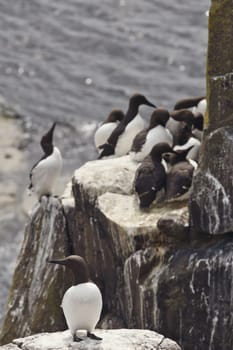 Engage with the complex social dynamics of seabird life through this compelling photograph. A Razorbill is captured looking to the right, its attention seemingly fixed on something beyond the frame. Behind it, a bustling colony of Razorbills populates a rock, offering a contrasting backdrop of activity and community. The photograph beautifully balances the individual bird's focused gaze with the collective existence of its species, giving viewers a multifaceted look at life in the seabird colony.