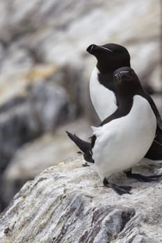 Feathered Friends: A Tender Moment Among Razorbills. High quality photoThis touching photograph showcases two Razorbills in a serene moment, one gently resting its head on the other shoulder. The subtle interplay of their black plumage against the backdrop of their natural habitat adds a layer of visual poetry to the scene. This tableau evokes a sense of peaceful companionship and mutual trust, inviting viewers to contemplate the emotional depths that might exist within the avian world. It's a poignant snapshot of nature, full of emotion and unspoken understanding.