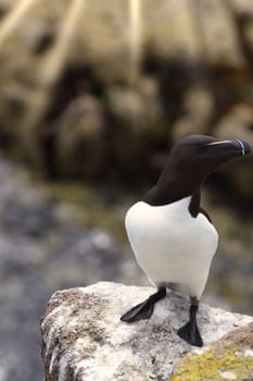 Experience the arresting beauty of one of the ocean's elusive birds with this close-up photograph of a Razorbill, captured on the iconic Isle of May. The image offers an unparalleled look at the bird's intricate feather patterns, striking beak, and intense gaze, allowing the viewer to appreciate the subtleties that make this species so captivating. The close-up perspective provides an intimacy that is often missing in wildlife photography, making you feel as if you're sharing a quiet moment with this remarkable bird.