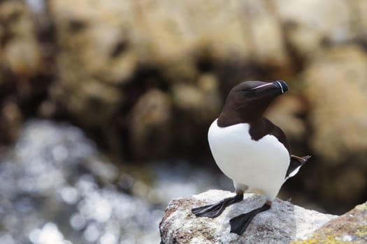 Capture the essence of coastal wildlife with this high-quality stock photo of a solitary Razorbill bird. Perched on a rugged rock, its striking black plumage stands out against the natural backdrop, making it ideal for projects related to nature, wildlife conservation, or travel. The image resonates with themes of solitude and resilience, perfect for editorial content, presentations, and marketing materials. Versatile and emotive, this photograph can enhance any visual storytelling endeavor.