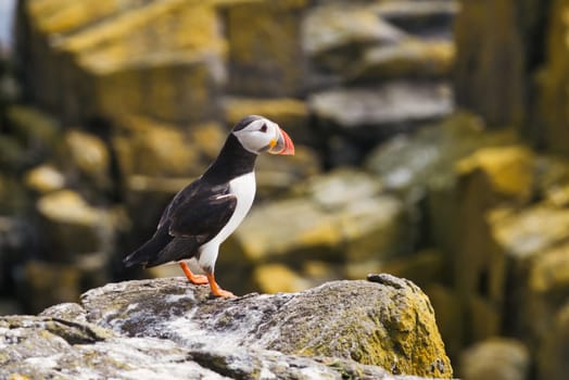 Immerse your audience in the beauty of nature with this high-resolution stock photo featuring a close-up portrait of a puffin perched on a rock. The vivid colors and intricate details of its beak and feathers make this image a perfect fit for wildlife, ornithology, and travel-related projects. Captured with professional-grade quality, this emotive photo is ideal for enhancing marketing materials, educational content, or editorial pieces. Elevate your visual storytelling with this captivating puffin portrait.