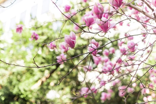 Beautiful blooming magnolia tree flower in the garden. Spring bloom time.