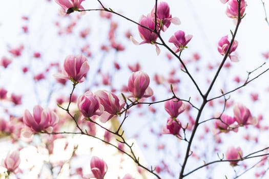 Beautiful blooming magnolia tree flower in the garden. Spring bloom time.