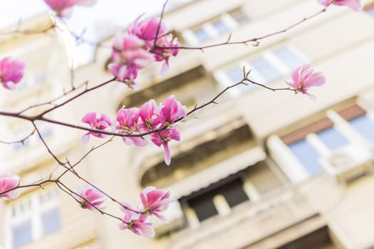 Blooming pink magnolias on the streets and in the courtyards of houses. Magnolia tree with pink flowers.