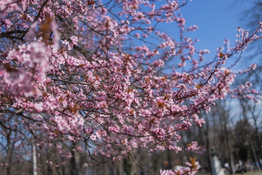 Selective focus of beautiful branches of pink Cherry blossoms on the tree under blue sky, Beautiful Sakura flowers during spring season in the park, Flora pattern texture, Nature floral background.