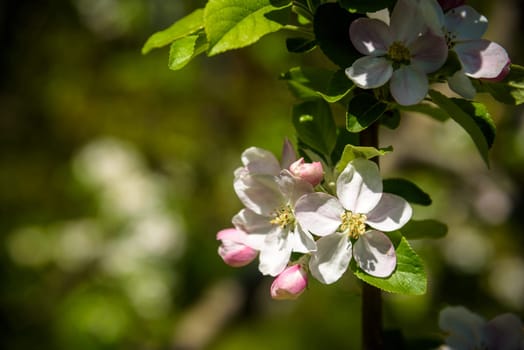 Closeup blossoming tree brunch with white flowers. Flowering of apple trees. Beautiful blooming apple tree branch. Close up of apple flowers.